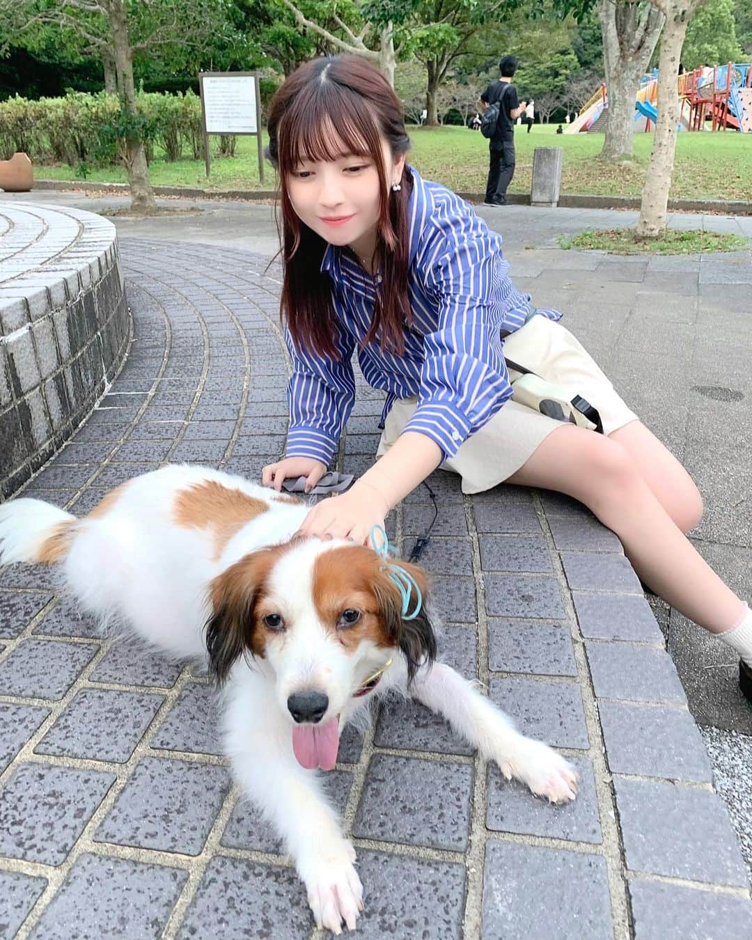 廣川奈々聖のインスタグラム：「きゃわ🐶﻿ ﻿  ﻿ ﻿ #いぬのいる暮らし#ぼんあんなぼん#コーイケルホンディエ#わんことおでかけ」