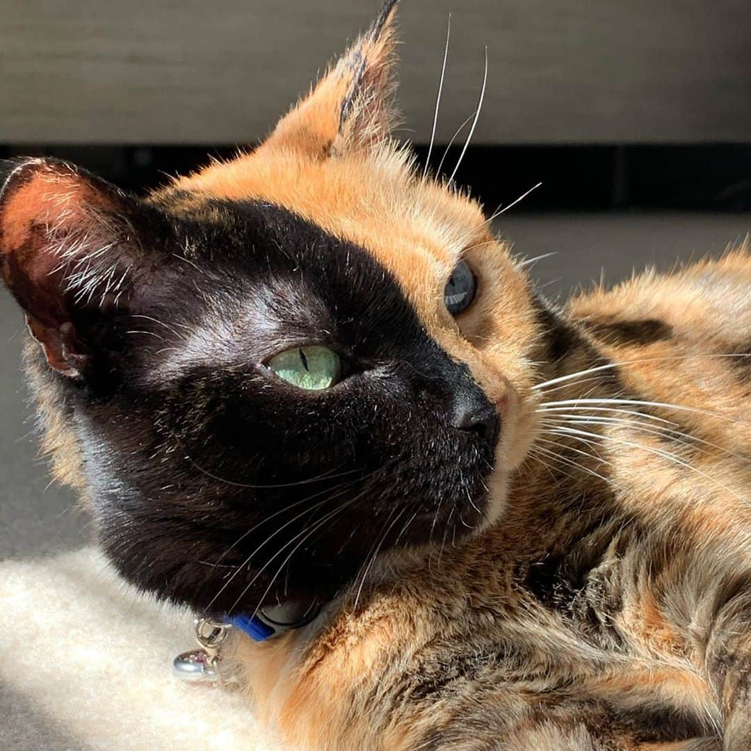 Venus Cat さんのインスタグラム写真 - (Venus Cat Instagram)「How long have you been following me or my family @venusandfamily ? Whether you’re new, welcome!😺 If you are a long timer, thank you for the love & support! 😽 If you haven’t seen the family account, check it out. It shows the whole fam in one spot with yours truly, @totally_tater , @halotheblindshiba , @roothekangaroocat , & @orangetabbyginger. 🐈🐈🐈🐈🐕」10月28日 23時55分 - venustwofacecat