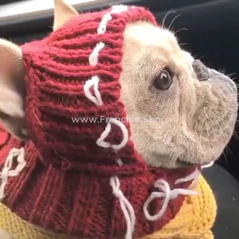 Regeneratti&Oliveira Kennelのインスタグラム：「Keep your dog warm with this new Woolen cap! Order now , link at @frenchie.shop Bio . . . . . . #frenchie #frenchies #frenchielove #frenchieoftheday  #frenchielife #frenchiepuppy #frenchiesociety  #frenchiebulldog #frenchielovers  #bluefrenchie #bluefrenchbulldog #frenchbulldog #frenchies_lovers」