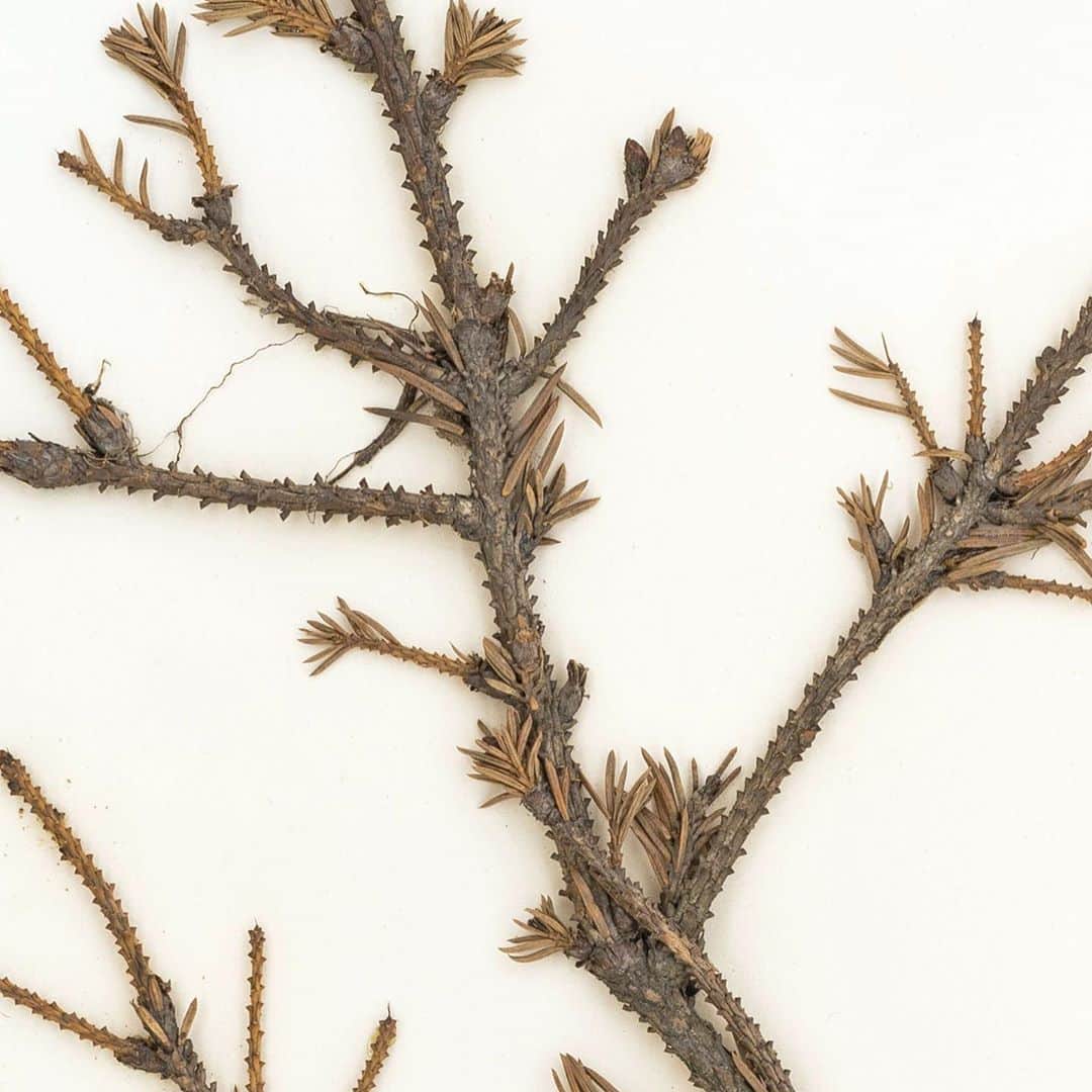 ニューヨーク植物園さんのインスタグラム写真 - (ニューヨーク植物園Instagram)「Even our herbarium specimens like to get into the Halloween spirit this time of year. 🥀 . With names like 'Dark Towers', 'Monstrosa', and 'Midnight', these plants from the Steere Herbarium take the spookiest season seriously. Hit the link in our bio to discover the origins of the word "cultivar," as well as the creepy names that have found their way into our specimen collections, in the latest from the Hand Lens. . #Penstemon 'Dark Towers'  #Picea abies 'Monstrosa'  Salvia leucantha 'Midnight' . #plantlove #nybgathome #museumfromhome #culturefromhome」10月28日 23時57分 - nybg