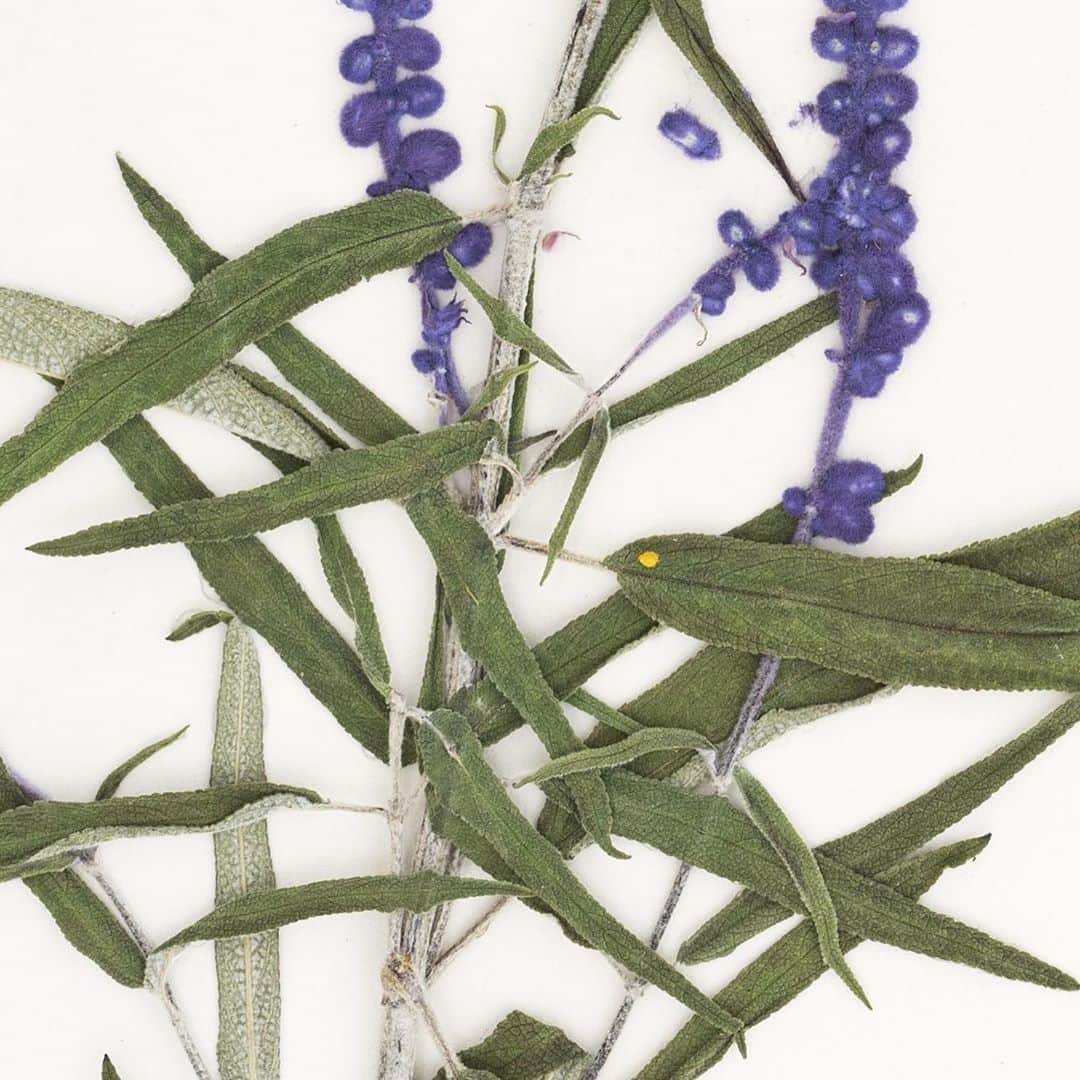 ニューヨーク植物園さんのインスタグラム写真 - (ニューヨーク植物園Instagram)「Even our herbarium specimens like to get into the Halloween spirit this time of year. 🥀 . With names like 'Dark Towers', 'Monstrosa', and 'Midnight', these plants from the Steere Herbarium take the spookiest season seriously. Hit the link in our bio to discover the origins of the word "cultivar," as well as the creepy names that have found their way into our specimen collections, in the latest from the Hand Lens. . #Penstemon 'Dark Towers'  #Picea abies 'Monstrosa'  Salvia leucantha 'Midnight' . #plantlove #nybgathome #museumfromhome #culturefromhome」10月28日 23時57分 - nybg