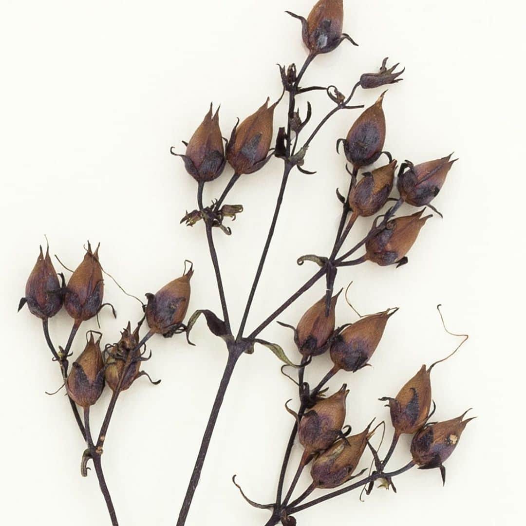 ニューヨーク植物園のインスタグラム：「Even our herbarium specimens like to get into the Halloween spirit this time of year. 🥀 . With names like 'Dark Towers', 'Monstrosa', and 'Midnight', these plants from the Steere Herbarium take the spookiest season seriously. Hit the link in our bio to discover the origins of the word "cultivar," as well as the creepy names that have found their way into our specimen collections, in the latest from the Hand Lens. . #Penstemon 'Dark Towers'  #Picea abies 'Monstrosa'  Salvia leucantha 'Midnight' . #plantlove #nybgathome #museumfromhome #culturefromhome」