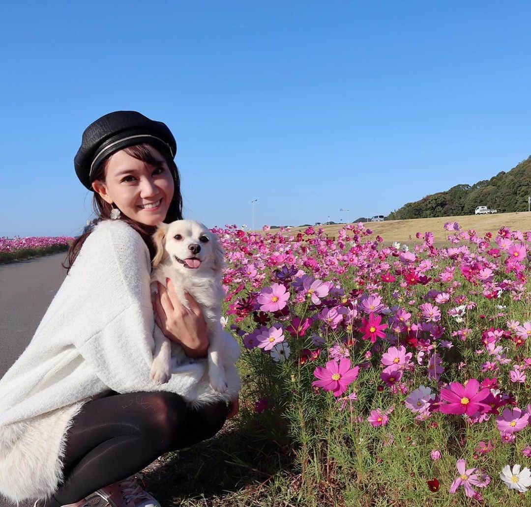 のインスタグラム：「もち吉とのお出かけ写真 プライベートの写真ってもち吉が居ないと撮らないし、もち吉メインになる🥺❤️いつもいい顔するんだよなぁ  #コスモス#コスモス畑#もち吉#チワックス#秋#福岡モデル#福岡#わんこのいる生活#福岡#福岡犬民#japanesegirl#japan#rq#instagram#instagood#dog」