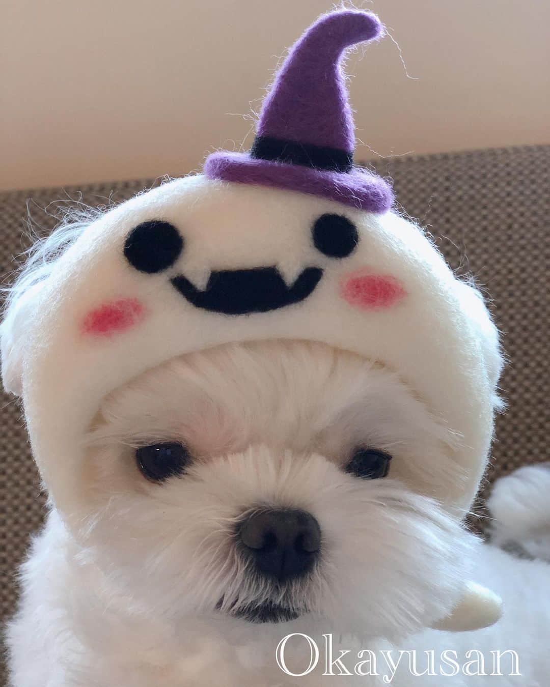 おかゆ & おもちさんのインスタグラム写真 - (おかゆ & おもちInstagram)「...🐶💓👻..・.🎃 . . おかゆは、お化けさん👻 オヤツをくれないと、ガゥガゥしちゃうぞ〜😝 . ミョ〜に一体化してる😆👍💕 . . Happy Halloween〜✨🎃 . . .  ❤︎ . . . #maltese #malteseofinstagram #happydog #dogsmile #doglove #doglover #dogstagram #instadog #lovedogs #ilovemydog #cutedog #dogoftheday #말티즈  . #okayusan #マルチーズ #犬バカ部 #白い犬 #わんこ #犬のいる暮らし #エブリドッグ  #みんなのわんこ #わんこと暮らす幸せ  #マルチーズ好き #peppyフォト部 #奈良犬 #west_dog_japan #ふわもこ部  #鼻ぺちゃ #ハロウィン仮装 #被り物犬」10月29日 0時14分 - okayuchan0421
