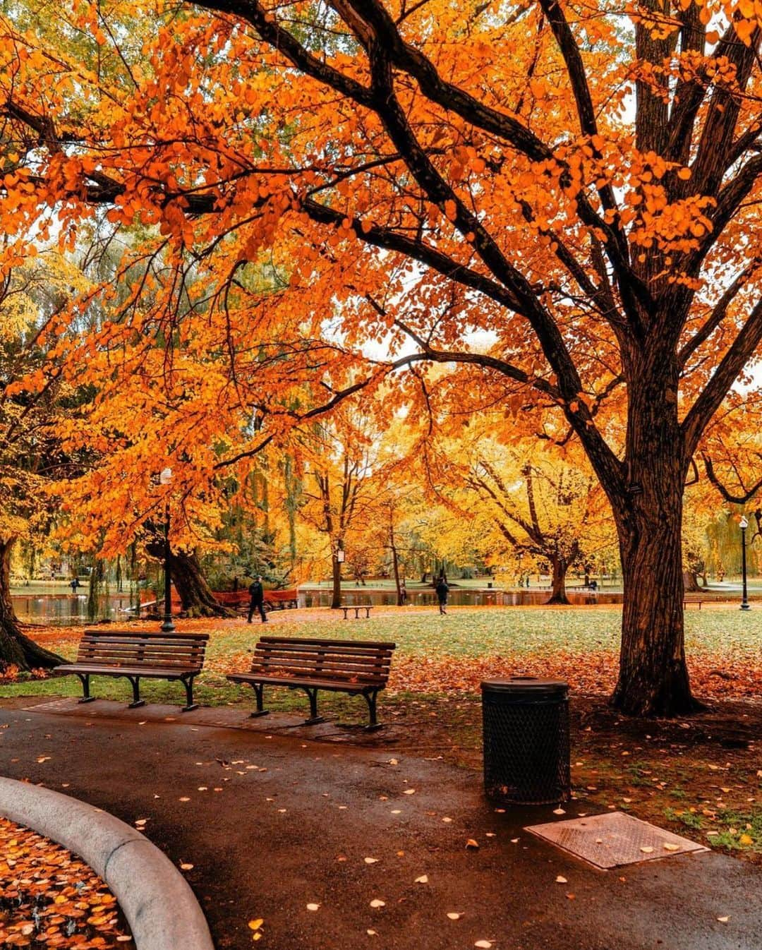 Wonderful Placesさんのインスタグラム写真 - (Wonderful PlacesInstagram)「Lovely fall in Boston - Massachusetts ✨❤️❤️🍁🍁✨ . Pictures by ✨✨@pocketboston✨✨ #wonderful_places for a feature ❤️🍁」10月29日 0時41分 - wonderful_places