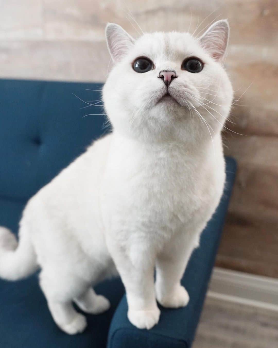 ミスター・ホワイトさんのインスタグラム写真 - (ミスター・ホワイトInstagram)「Can I have some tuna?! 🍣」10月29日 0時44分 - white_coffee_cat