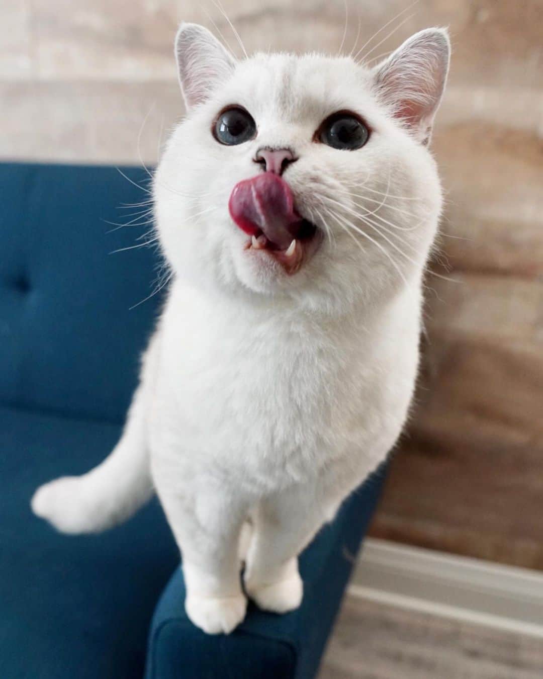 ミスター・ホワイトさんのインスタグラム写真 - (ミスター・ホワイトInstagram)「Can I have some tuna?! 🍣」10月29日 0時44分 - white_coffee_cat