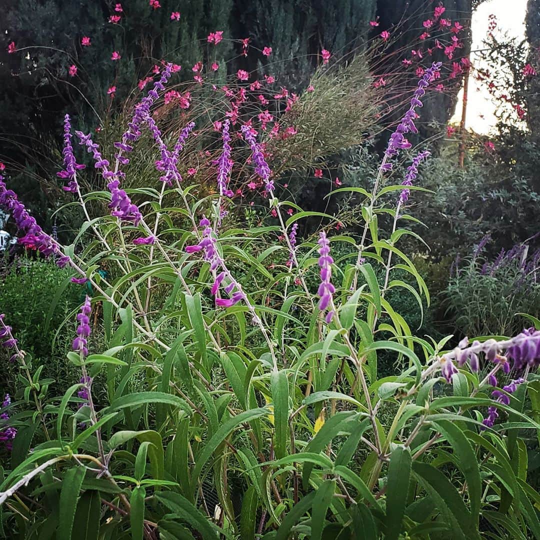 のインスタグラム：「MIDNIGHT MEXICAN BUSH SAGE IS HERE SO FUZZY VELVETY & BEAUTIFUL  #GASOLINEGARDEN #ILOVEGARDENS #GARDENSRULE #GARDENCHURCH #GARDENPARTY #GARDENMAGIC #AVANTGARDEN #GARDENS #GARDENGANGSTER #GARDEN #GRADENLIFE #GARDENER #GARDENTIME  #GARDENING #VEGETABLEGARDEN #FLOWERS #SUCCULENTS  #PLANTS  #CACTUS #AYEARINFLOWERS  #shadowhills  #THANKYOU  @gasolineglamour  #GASOLINEGLAMOUR #PLANTSOMESHIT  #GROWSOMESHIT  @nicksnursery  #NICKSNURSERY #MIDNIGHTMEXICANBUSHSAGE #SAGE」