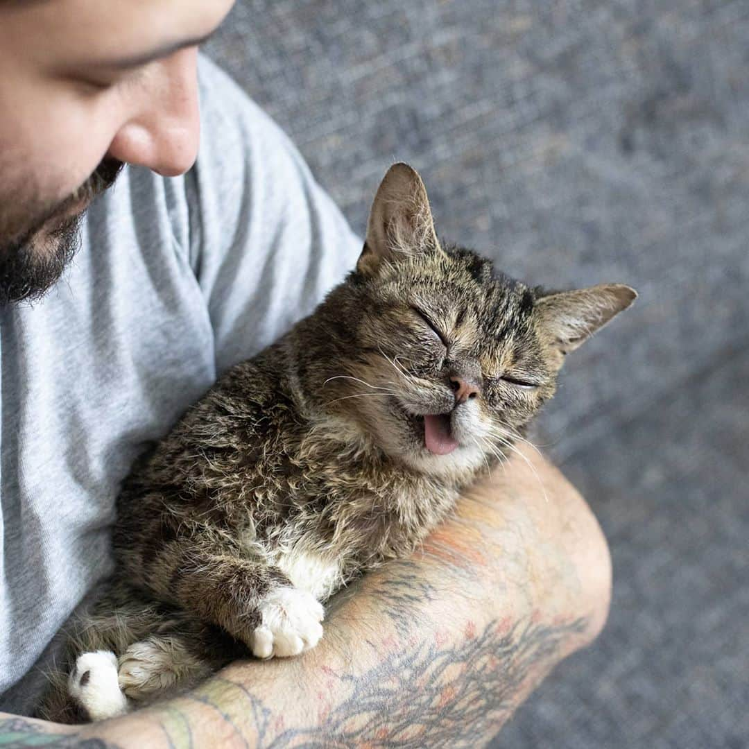 Lil BUBさんのインスタグラム写真 - (Lil BUBInstagram)「Even in her "senior" years, BUB was still just a baby. #lilbub #bubforever #bestjobbub #babybub」10月29日 0時45分 - iamlilbub