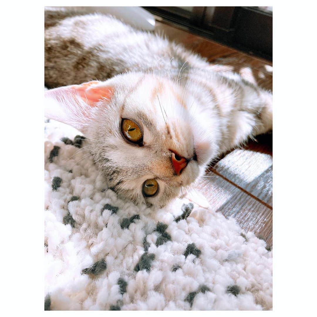 キタキマユのインスタグラム：「トライアルが終わり、無事にしずくの我が家での永住が決まりました🥰💕 とても嬉しいです😂💖  本当によく食べて、よくあそび、一週間でだいぶ体も大きくなってきました🐈💖  おもちゃもいろいろ試してみましたが、どうやらしずくは、一番オーソドックスな猫じゃらしがお好きなようです😂✨✨✨  お顔も少しお姉さんになってきて、模様もグレーのサバトラに、だんだんブラウンがしっかり出はじめてきました😊💖  #しずく #サバトラ  #正式譲渡  #これからもずっとよろしくね  #うちに来てくれてありがとう 🌈✨ #拝啓ねこ様  #ご縁に心から感謝です  #オーソドックスが好き  #猫じゃらし2本破壊しました #ねこのいる生活 🐈💕 #大切な家族  #catlife  #kitakimayu #キタキマユ」