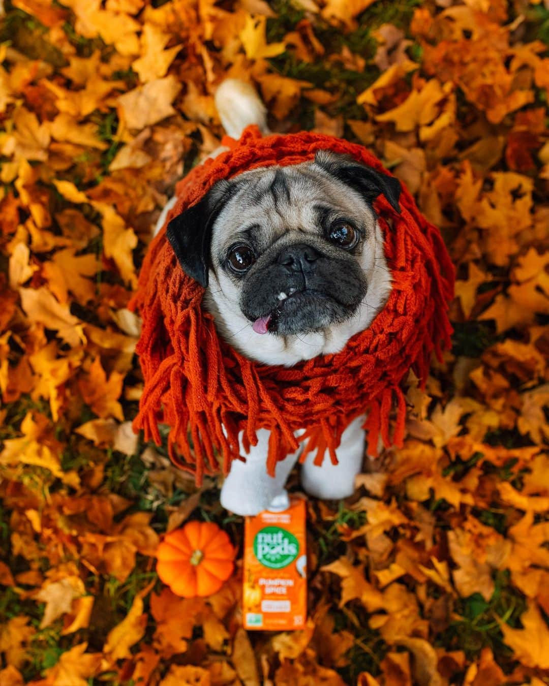 itsdougthepugさんのインスタグラム写真 - (itsdougthepugInstagram)「“Pugkin spice and everything nice” -Doug • Let’s set a scene....u, me, coffee, and @nutpods - Doug’s favorite dairy-free creamer ☕️! Upgrade your coffee using my code “DOUG20” (case sensitive).  This code will give u 20% off your first purchase on nutpods.com.  Don’t worry, if Pumpkin Spice isn’t ur flavor the discount is valid for all products and flavors on nutpods.com! Happy Sipping!! #nutpods #IGotMySipTogether」10月29日 1時00分 - itsdougthepug