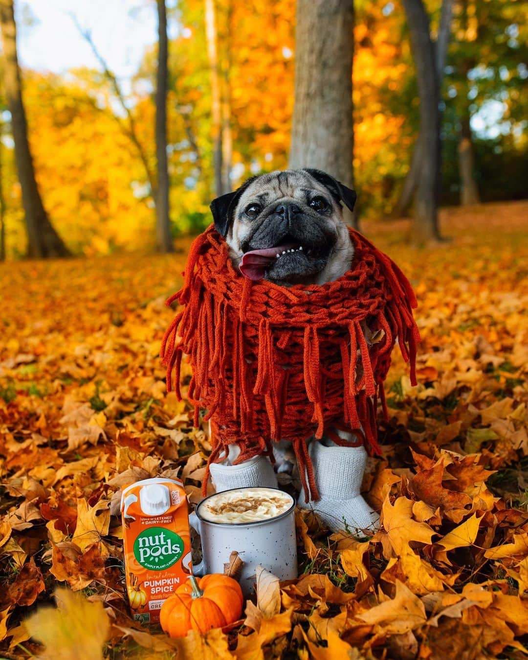 itsdougthepugさんのインスタグラム写真 - (itsdougthepugInstagram)「“Pugkin spice and everything nice” -Doug • Let’s set a scene....u, me, coffee, and @nutpods - Doug’s favorite dairy-free creamer ☕️! Upgrade your coffee using my code “DOUG20” (case sensitive).  This code will give u 20% off your first purchase on nutpods.com.  Don’t worry, if Pumpkin Spice isn’t ur flavor the discount is valid for all products and flavors on nutpods.com! Happy Sipping!! #nutpods #IGotMySipTogether」10月29日 1時00分 - itsdougthepug