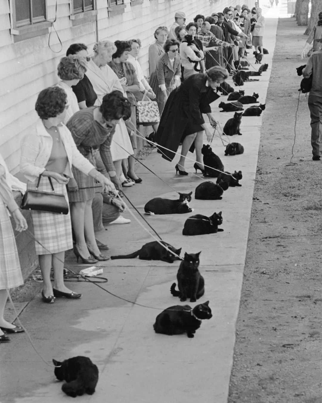 lifeさんのインスタグラム写真 - (lifeInstagram)「In 1962, 152 black cats (and their owners) answered a newspaper ad to star in the latest Roger Corman classic "Tales of Terror." LIFE was there to catch the kitties in line and for screen tests with the stars Peter Lorre, Vincent Price, and Maggie Pierce.   To see more black cat audition photos — and to find out who won the role! —check the link in bio. (Ralph Crane/LIFE Picture Collection) #rogercorman #blackcatsofinstagram #vincentprice #wildlifewednesday #1960sfashion」10月29日 1時08分 - life