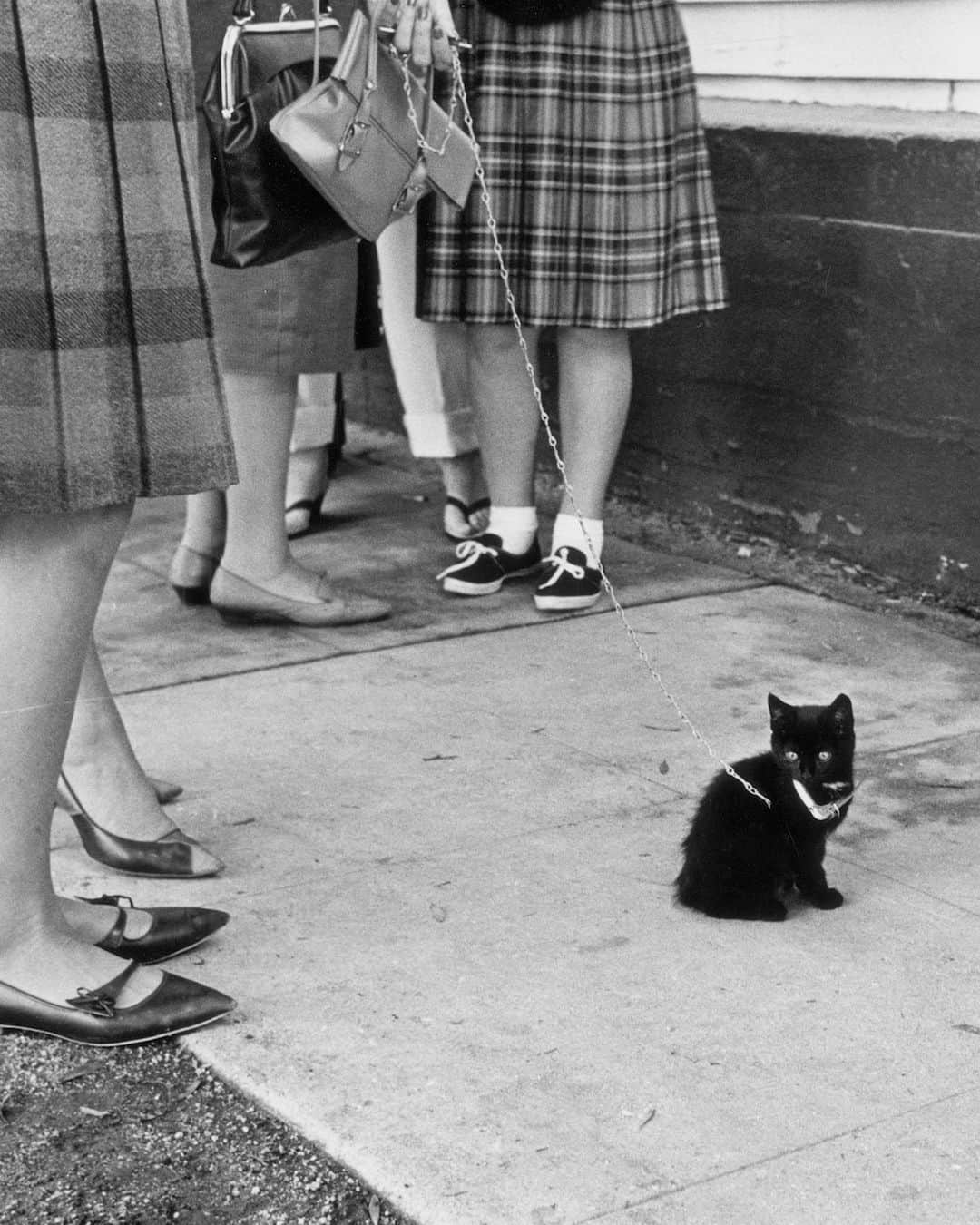 lifeのインスタグラム：「In 1962, 152 black cats (and their owners) answered a newspaper ad to star in the latest Roger Corman classic "Tales of Terror." LIFE was there to catch the kitties in line and for screen tests with the stars Peter Lorre, Vincent Price, and Maggie Pierce.   To see more black cat audition photos — and to find out who won the role! —check the link in bio. (Ralph Crane/LIFE Picture Collection) #rogercorman #blackcatsofinstagram #vincentprice #wildlifewednesday #1960sfashion」