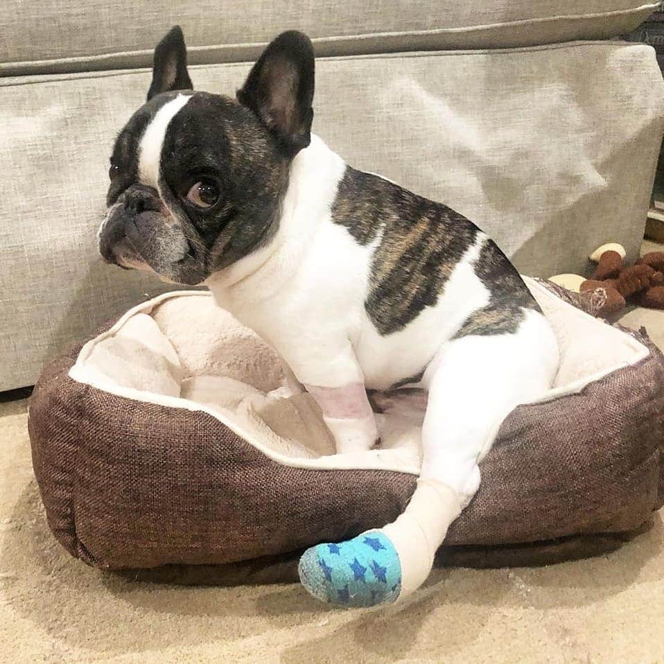 French Bulldogさんのインスタグラム写真 - (French BulldogInstagram)「Can someone get this thing off my foot, I’m so Toe-tally over it 🙄 @littlefrenchtaco . . . . . #frenchbulldog #frenchie #frenchiesofinstagram #frenchies #frenchielove #frenchbulldogs #frenchieoftheday #frenchbully #frenchiesociety #instafrenchie #frenchbulldogsofinstagram #frenchielife #frenchiewoeld #frenchbulldogpuppy #frenchiesofig #woofwoof #frenchielovers #frenchiegram #ilovemyfrenchie #bulldoglove #bulldog #bulldogsofinstagram」10月29日 1時21分 - frenchie.world