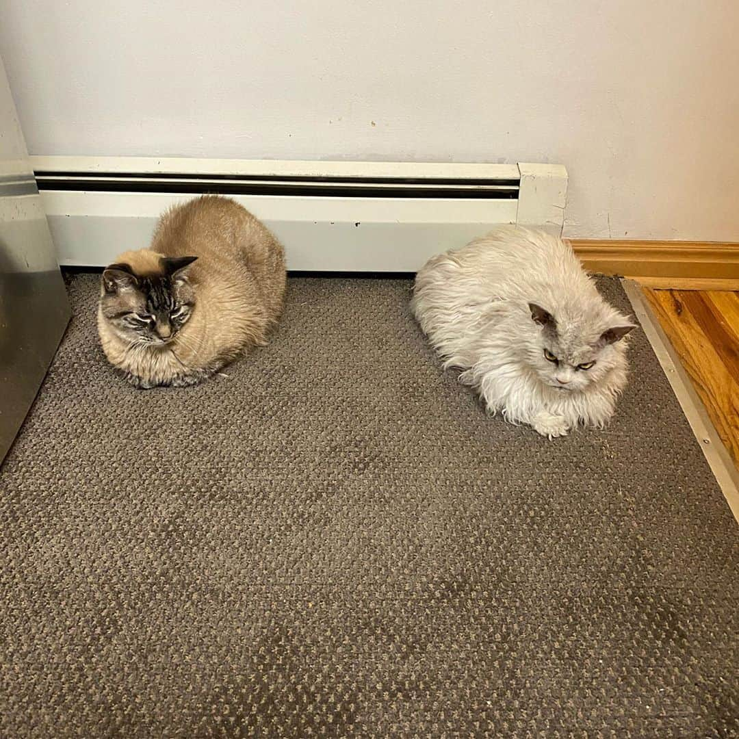 アルベルトさんのインスタグラム写真 - (アルベルトInstagram)「Baby it’s cold outside. Oh, and I’m tired. #pompousalbert #officecats」10月29日 1時38分 - pompous.albert