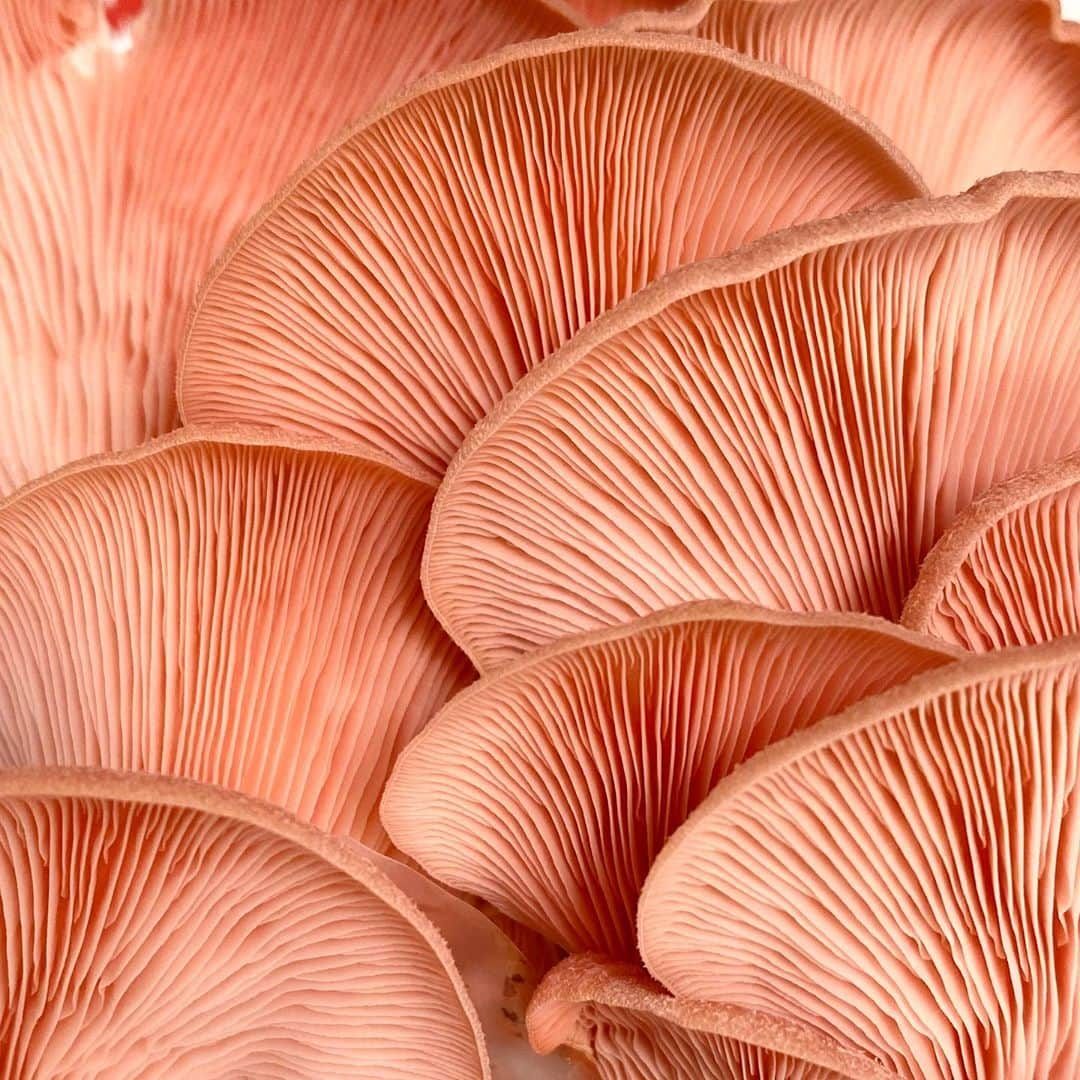 ローレン・コンラッドのインスタグラム：「@ilanasaul gave us a mushroom growing kit and we are obsessed (well... everyone except William who is very bummed out about mushrooms growing in our kitchen). These pink oyster mushrooms are so pretty 😍」