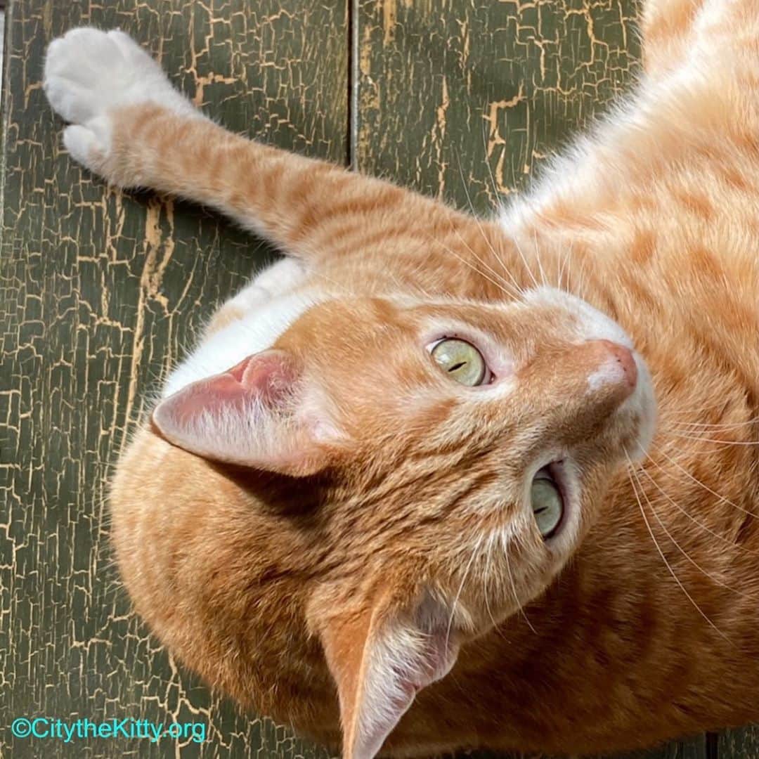 City the Kittyのインスタグラム：「How are you? ❤️🐾 #staywell #catlove」
