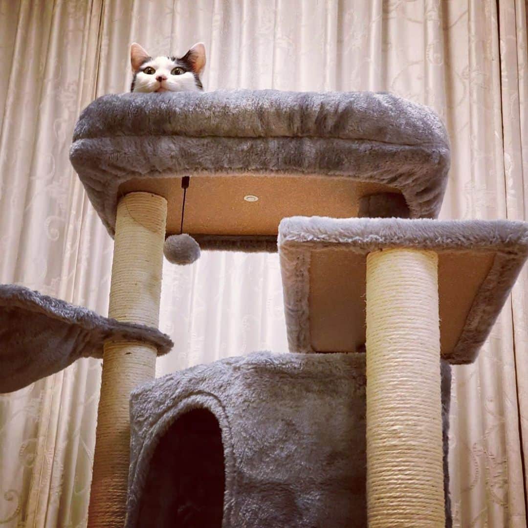 山口治樹さんのインスタグラム写真 - (山口治樹Instagram)「高いところも慣れてきたよ🐈  #cat #猫 #ネコ #cattower #ブチ」10月29日 2時52分 - delpieroyh