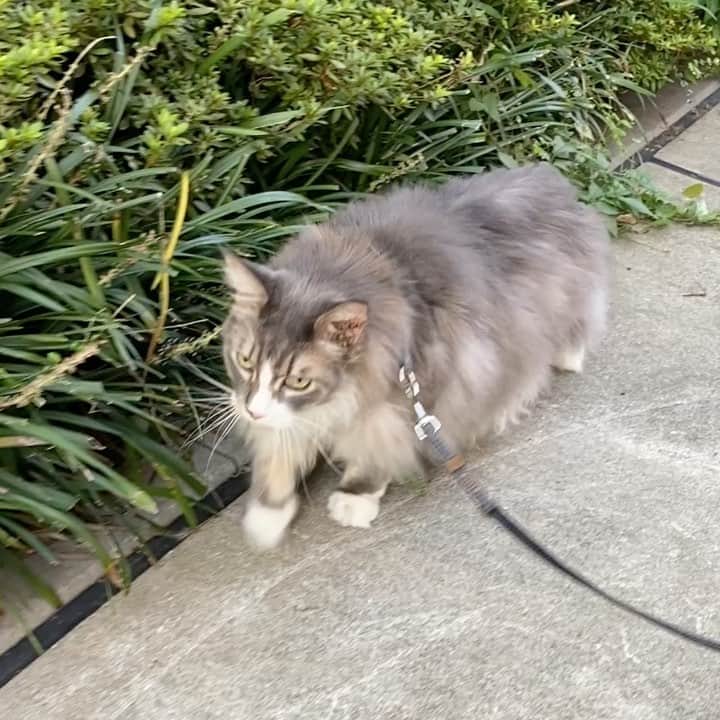 相沢あいのインスタグラム