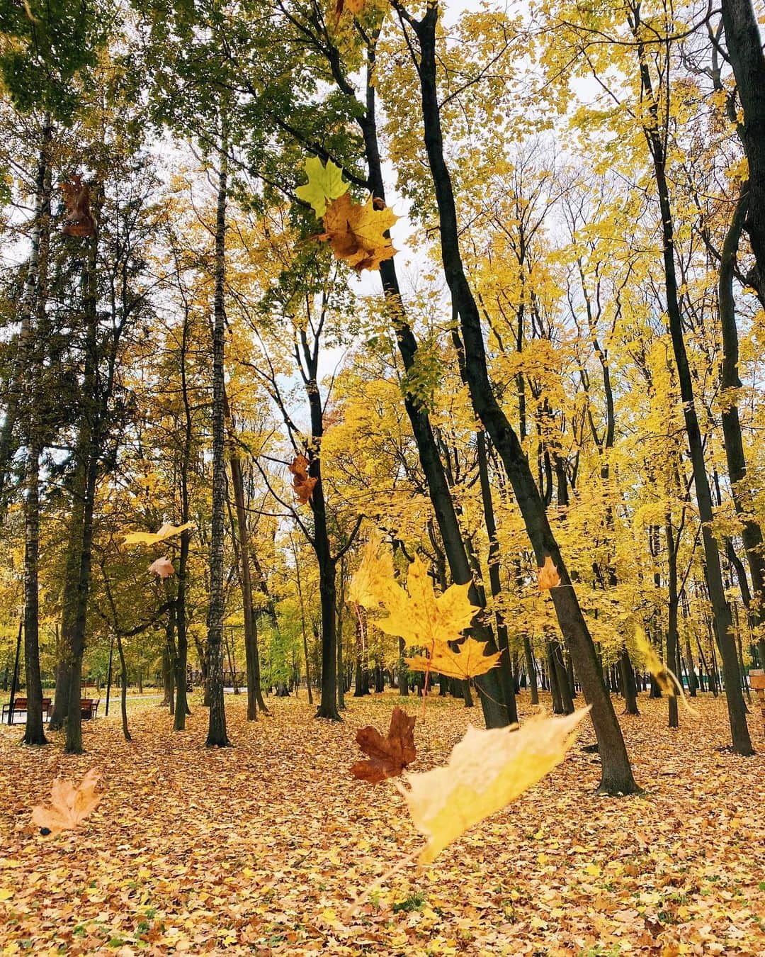 のインスタグラム：「Парк в Туле. #Тула」