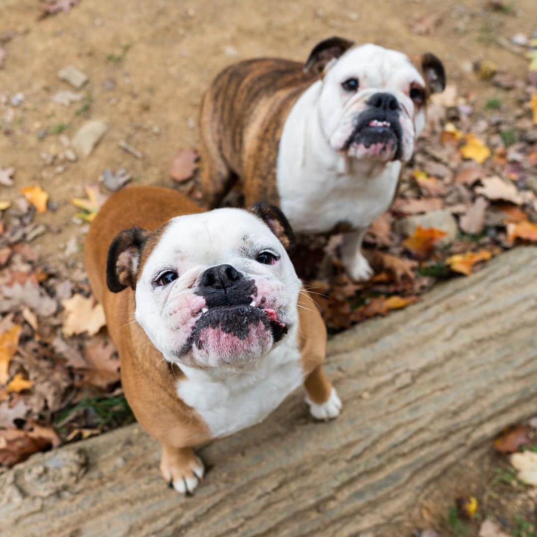 The Dogistさんのインスタグラム写真 - (The DogistInstagram)「Astrid & Matilda, English Bulldogs (5 y/o), Haverford Reserve Dog Park, Haverford, PA • “Prototypical bulldogs – lazy. They’re my life.”」10月29日 3時21分 - thedogist