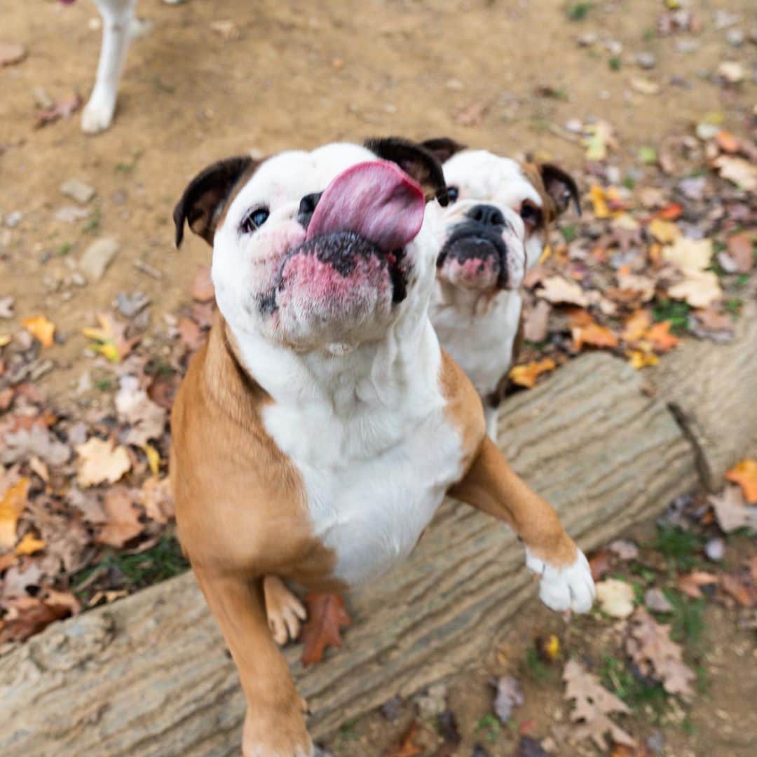 The Dogistさんのインスタグラム写真 - (The DogistInstagram)「Astrid & Matilda, English Bulldogs (5 y/o), Haverford Reserve Dog Park, Haverford, PA • “Prototypical bulldogs – lazy. They’re my life.”」10月29日 3時21分 - thedogist