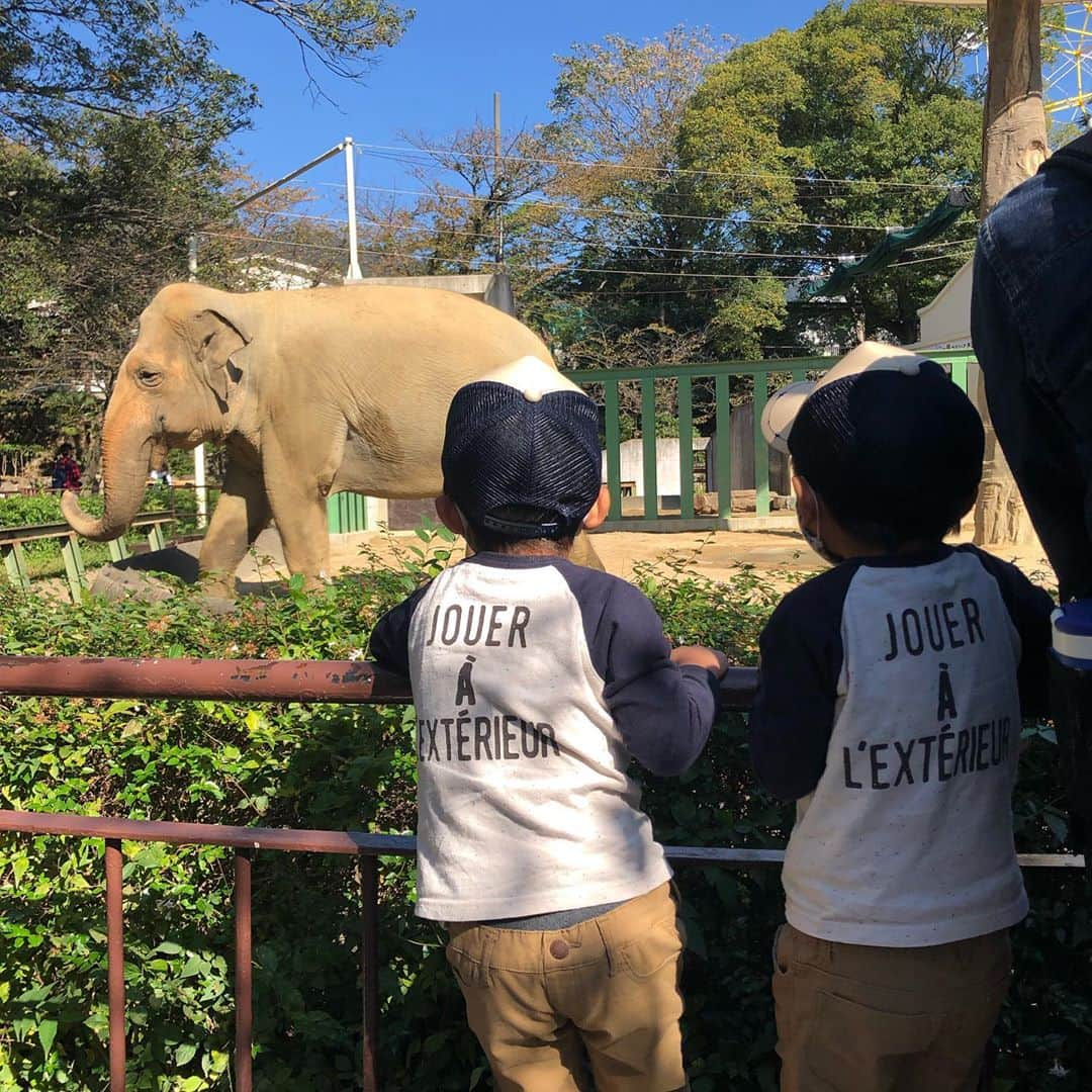 生島早織さんのインスタグラム写真 - (生島早織Instagram)「日曜日❣️  王子動物園へ🐘🦁🦓🦒  長男は🦁 次男は🦒  次男に至っては、🦒見に行く事3回🤣  しかも〜  長い😅  お天気も良く、赤ちゃんキリンも出ていたので、次男のテンションsuper Max⬆️⬆️⬆️  動物園での写真は後ろ姿が多いけど、真剣に動物見るようになったんだなぁ〜❣️と、双子達の成長を感じる😍  成長を感じるのは乗り物も❣️  今回、初めて双子達だけで乗り物に🚄  最初に乗ったジェットコースター。 並ぶ時からドキドキ💓 先頭に乗った双子達。 次男はシートベルトがしっかりされているか気になるらしい🤣  終わったら、あー怖かった🤣って🤣  ジェットコースターの後の空中ブランコは余裕だったって〜😃  大好きな観覧車は、長男とおばあちゃんチームと次男と私チームに分かれて。  早く遊びたくてお昼ご飯も食べない長男😅 おばあちゃんが作ってくれた栗ご飯が美味しいって4つも食べる次男🤣  相変わらず対照的な双子達はとても仲良し❣️  動物園から帰ったら、もっと本格的な動物図鑑が欲しいって😱  また図鑑？  図鑑、大きいし重いし・・・ 既に図鑑だらけだし・・・  今年のサンタさんにお願いしようかなぁ😅  王子動物園🐘🦁🦓🦒  コスパ最高👍👍👍  乗り物乗り放題券があったらなお良し😁  #双子育児 #双子ママ #双子それぞれ #双子あるある #王子動物園 #おばあちゃんと #初めてのジェットコースター #アイスクリームは必須 #twinstagram #4yearsold」10月29日 4時25分 - saori.ikushima