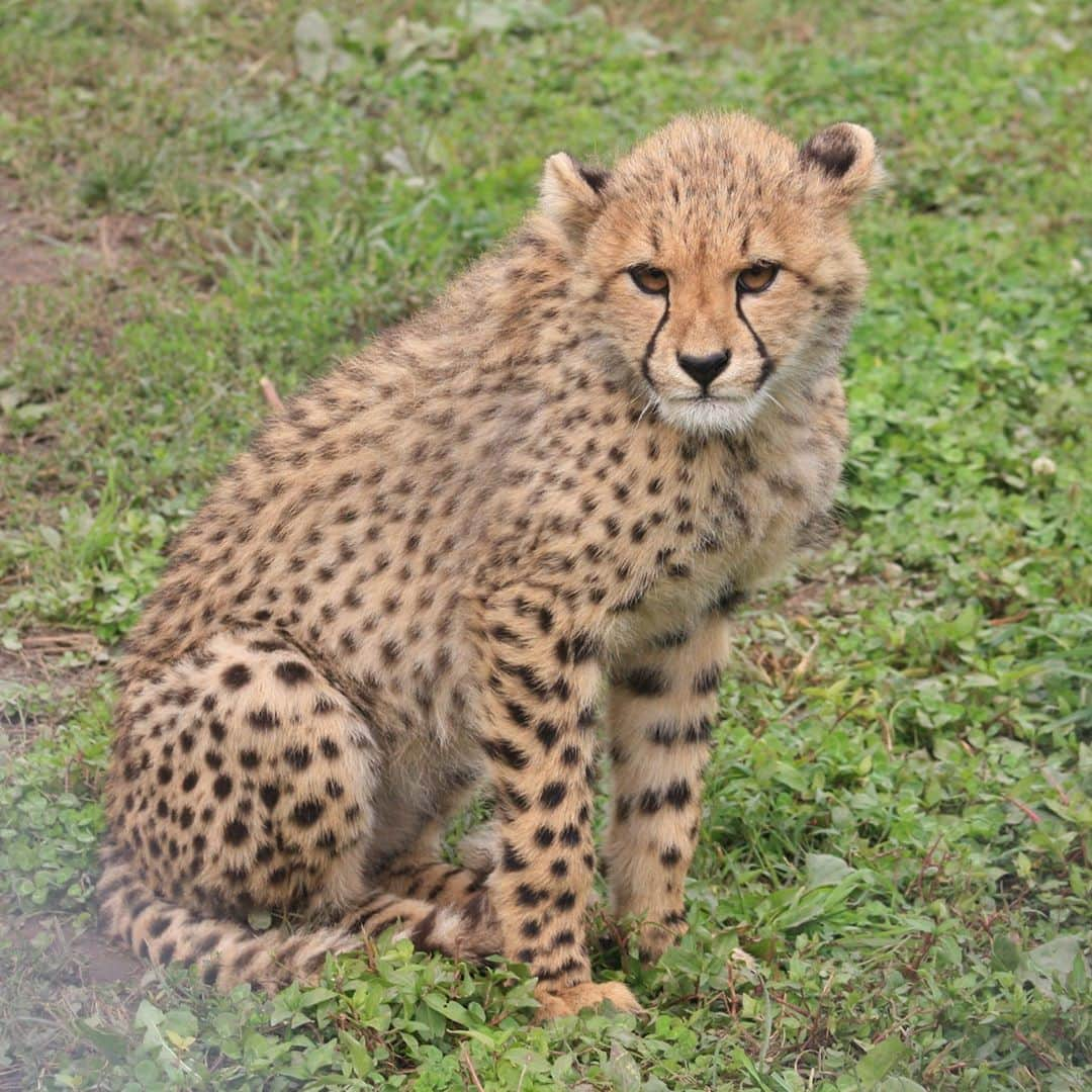 スミソニアン国立動物園さんのインスタグラム写真 - (スミソニアン国立動物園Instagram)「ICYMI: 🐆 As the season changes and the temperature drops in Front Royal, Virginia, cheetah Echo and her 6-month-old cubs will spend more time inside, snuggling up to stay warm. Catch up with our cool cats at the Smithsonian Conservation Biology Institute! 📸 + ✏️ KEEPER UPDATE: https://s.si.edu/3iSPgQp. (Link in bio.) . . . #CheetahCubdates」10月29日 5時05分 - smithsonianzoo