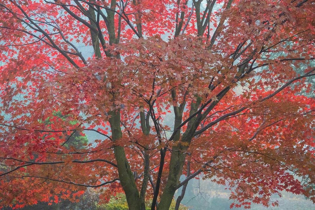 Michael Yamashitaさんのインスタグラム写真 - (Michael YamashitaInstagram)「Voting with a view: Autumnal tones are peaking right now in Chester, New Jersey, as is early voting across America. Combine optimal leaf-peeping across the Northeast with getting out to vote. Here are a few frames to give a glimpse of what fall looks like in my neighborhood. With most Americans totally stressed about voting this year, please get it done by voting early! #voteearly #chesternewjersey #autumnvibes #ilovechesternj_official #leafpeeping #fall2020 #njspots #gardenstate」10月29日 5時24分 - yamashitaphoto