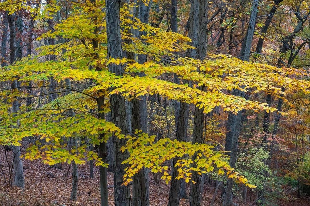 Michael Yamashitaさんのインスタグラム写真 - (Michael YamashitaInstagram)「Voting with a view: Autumnal tones are peaking right now in Chester, New Jersey, as is early voting across America. Combine optimal leaf-peeping across the Northeast with getting out to vote. Here are a few frames to give a glimpse of what fall looks like in my neighborhood. With most Americans totally stressed about voting this year, please get it done by voting early! #voteearly #chesternewjersey #autumnvibes #ilovechesternj_official #leafpeeping #fall2020 #njspots #gardenstate」10月29日 5時24分 - yamashitaphoto