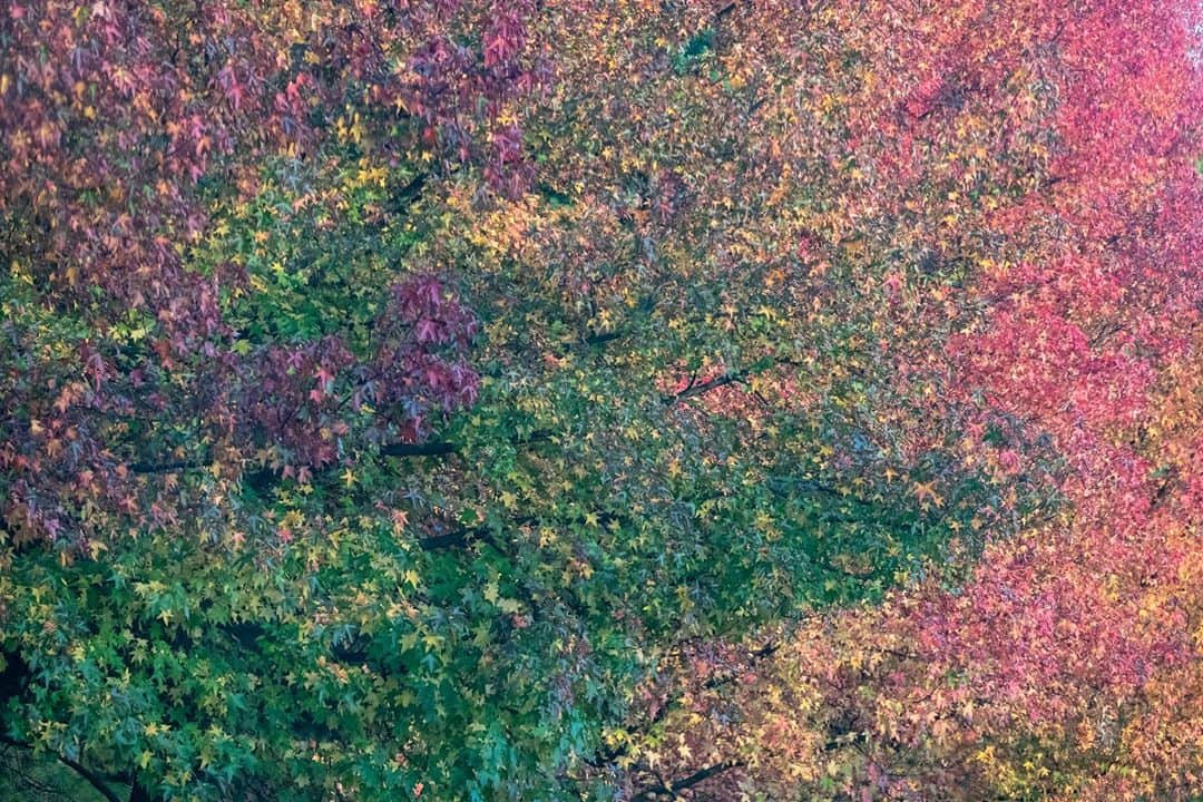 Michael Yamashitaさんのインスタグラム写真 - (Michael YamashitaInstagram)「Voting with a view: Autumnal tones are peaking right now in Chester, New Jersey, as is early voting across America. Combine optimal leaf-peeping across the Northeast with getting out to vote. Here are a few frames to give a glimpse of what fall looks like in my neighborhood. With most Americans totally stressed about voting this year, please get it done by voting early! #voteearly #chesternewjersey #autumnvibes #ilovechesternj_official #leafpeeping #fall2020 #njspots #gardenstate」10月29日 5時24分 - yamashitaphoto