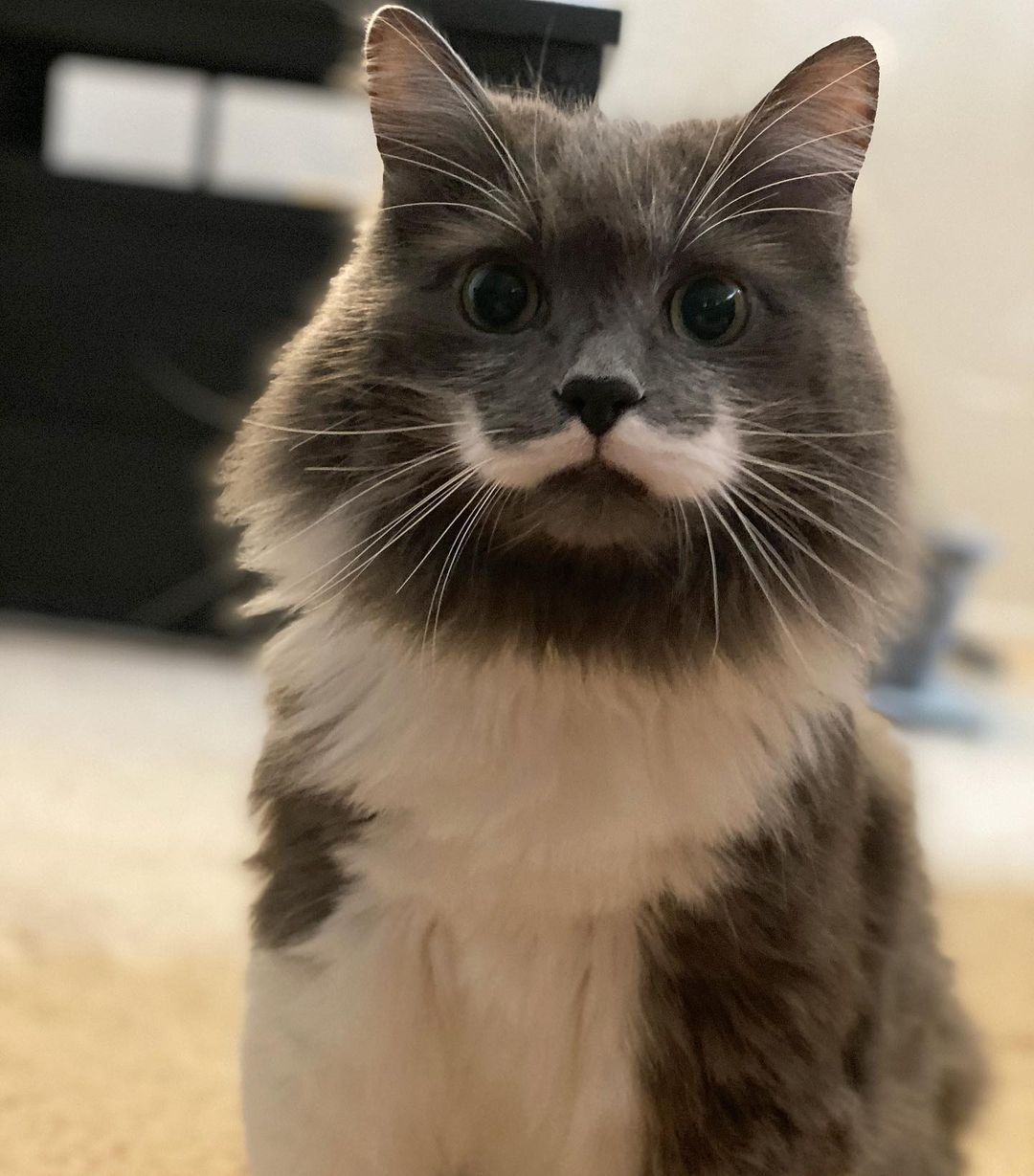 ハミルトンザ・ヒップスターキャットのインスタグラム：「He heard his treats being unpacked 2 rooms away... #mustachecat」