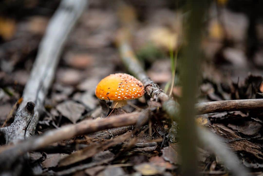 アレックス・メゴスさんのインスタグラム写真 - (アレックス・メゴスInstagram)「The mushroom hunt 🍄 🏹 part 2. In color.  #stylefirst #carrotsforpower」10月29日 5時37分 - alexandermegos