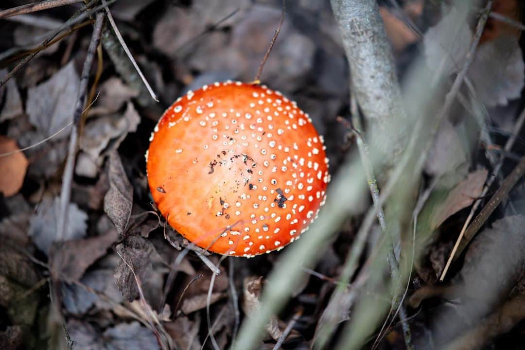 アレックス・メゴスさんのインスタグラム写真 - (アレックス・メゴスInstagram)「The mushroom hunt 🍄 🏹 part 2. In color.  #stylefirst #carrotsforpower」10月29日 5時37分 - alexandermegos