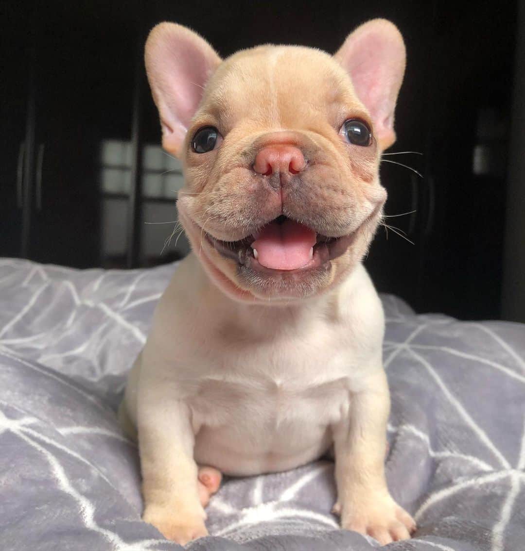 Regeneratti&Oliveira Kennelさんのインスタグラム写真 - (Regeneratti&Oliveira KennelInstagram)「“Because I’m Happy “😛. Ricota is just precious ❤️#frenchie #frenchbulldog」10月29日 5時51分 - jmarcoz