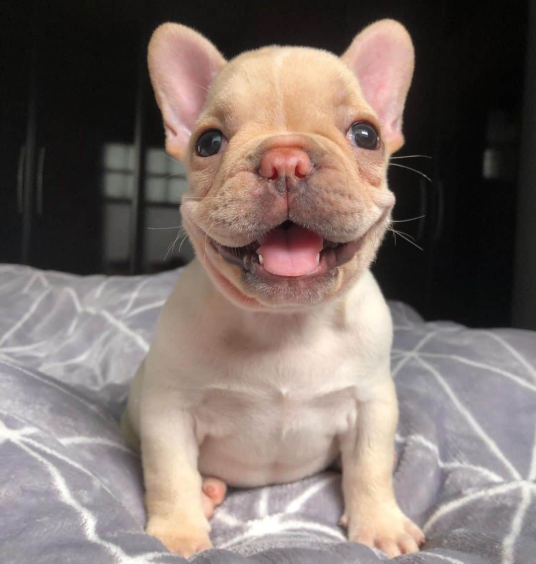 Regeneratti&Oliveira Kennelのインスタグラム：「“Because I’m Happy “😛. Ricota is just precious ❤️#frenchie #frenchbulldog」