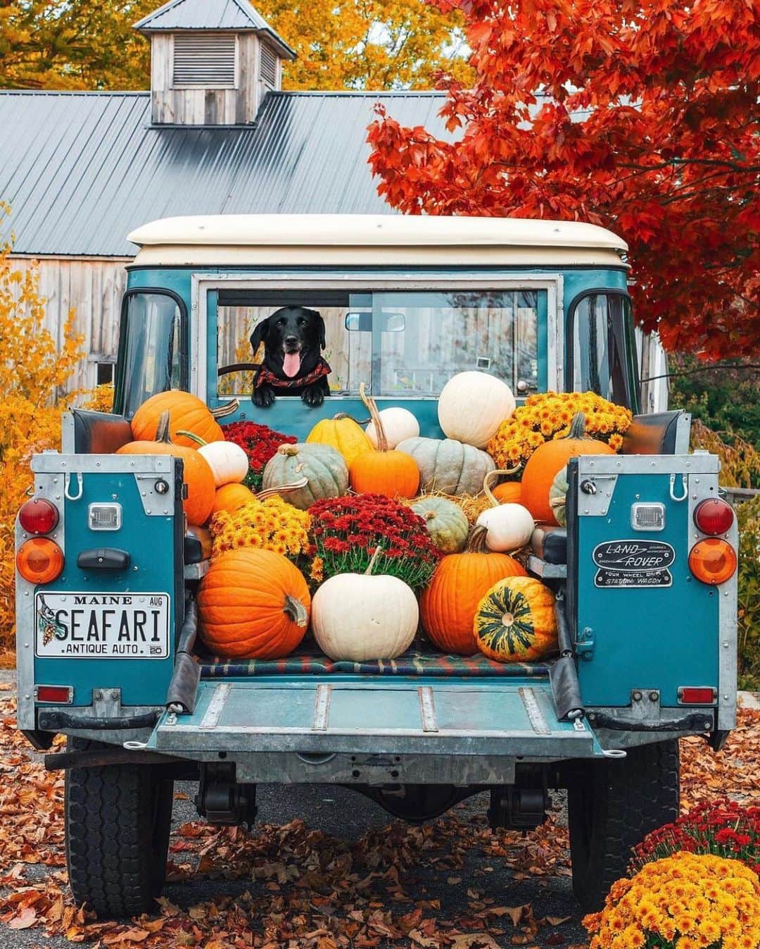 FOLKのインスタグラム：「Tag someone who needs to see a pup with pumpkins. Today’s favorites are: 1.) @jackiegreaney 2.) @iambab_xiii 3.) @herry.with.an.e 4.) @ogik_jatmiko 5.) @notanothermica 6.) @jasonmengvisuals」