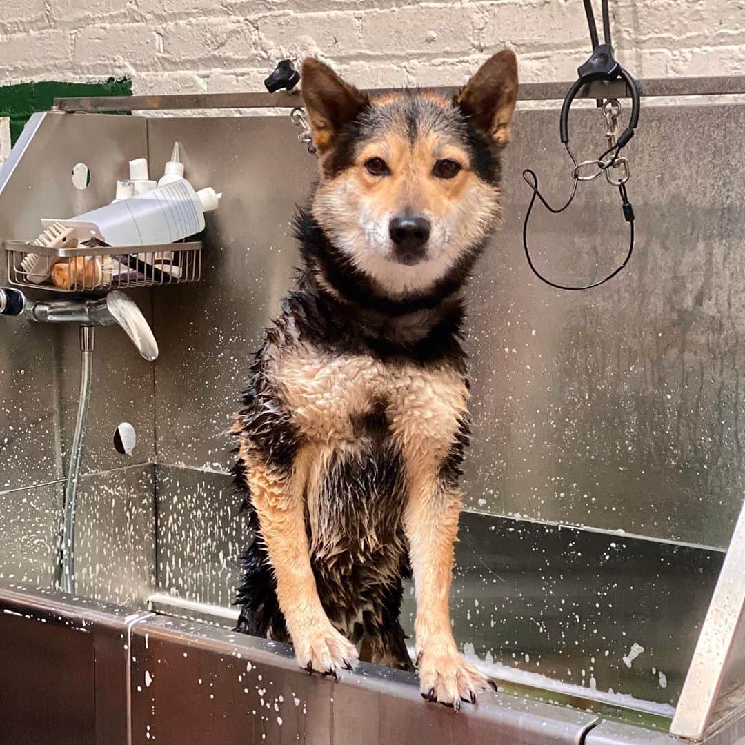 Dogs by Ginaのインスタグラム：「Derz  Shiba Inu」