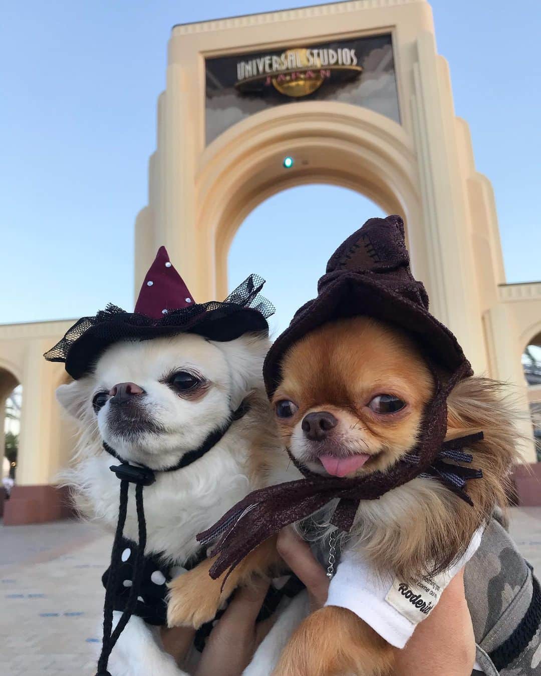 kayoのインスタグラム：「* * * 美人お姉様方と 愉快なくりおのツーショット🐶🐶💕 * * ①バニたん❤️くりお ②めめ❤️くりお * * * #chihuahua#chihuahualove#dogstgram#dog#instadog#チワワ#チワワ大好き#チワワのいる暮らし * * *」