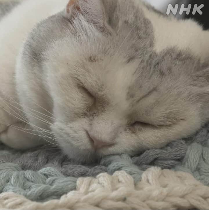 NHK「世界はほしいモノにあふれてる」さんのインスタグラム写真 - (NHK「世界はほしいモノにあふれてる」Instagram)「＼今週は、おやすみ🐱／  ZZZZZZZZZZZZ…  スヤァ‥…  #台湾 の #ネコさん #眠り猫 #ネコ　#ねこ  #猫  #ねこもふ団  #ねこすき  #ねこのきもち  #にゃんこ #せかほし #世界はほしいモノにあふれてる #nhk #木曜　#２２時３０分 #sekastagram  #睡眠の秋 #秋の夜長  #次回は #１１月５日放送  #暮らしを楽しくするアイテムを探す旅」10月29日 18時00分 - nhk_sekahoshi