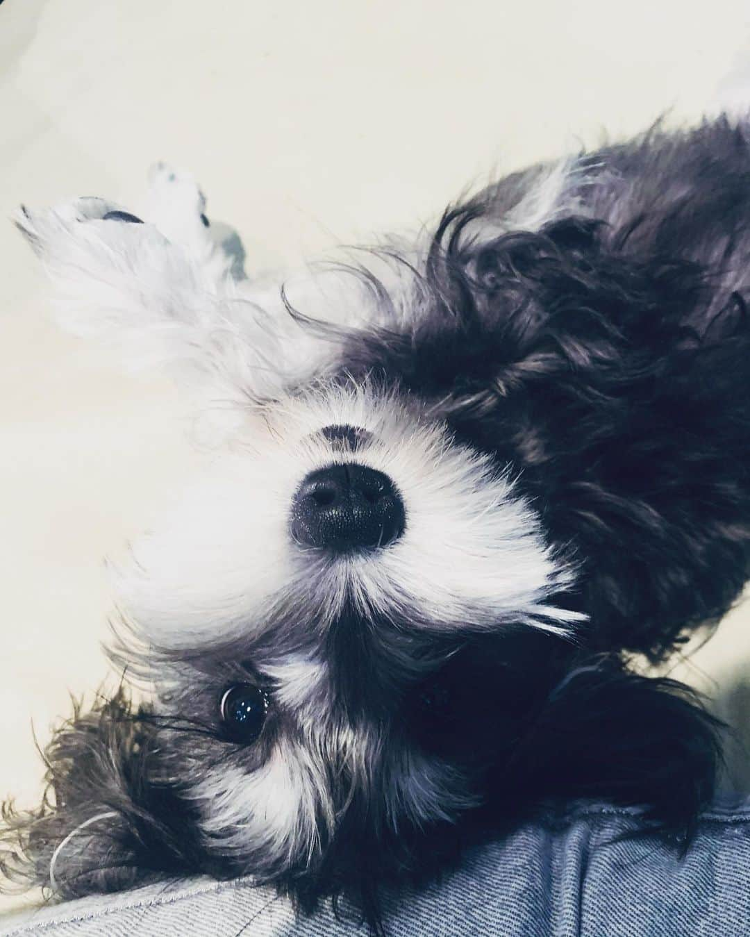 紺野千春のインスタグラム：「hello！！ 噛み癖がほぼ無くなり 落ち着いてきました！ #miniatureschnauzer  #dog  #♀」