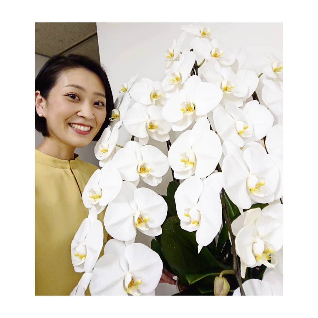 加藤沙知さんのインスタグラム写真 - (加藤沙知Instagram)「. いつも放送前にヘアメイクをしている部屋に、 美しい胡蝶蘭が♪  みやざき花で彩る未来推進協議会のみなさんより、頂いた花なんだそう。  宮崎県内で育てられた胡蝶蘭です。  MRTmicc にも飾られていますので、 お買い物の際には、ご覧下さい♪  美しい花にパワーをもらいましたので、 これから ニュースNext のスタンバイをします！！  今夜は、新米の美味しい頂き方など、 県内のニュースをお伝えします！  夕方6:15～ニュースNext ご覧下さい。  #花 #フラワー #flower #胡蝶蘭 #アナウンサー #ニュース #新米 #ご飯 #ごはん」10月29日 16時27分 - mrt.kato