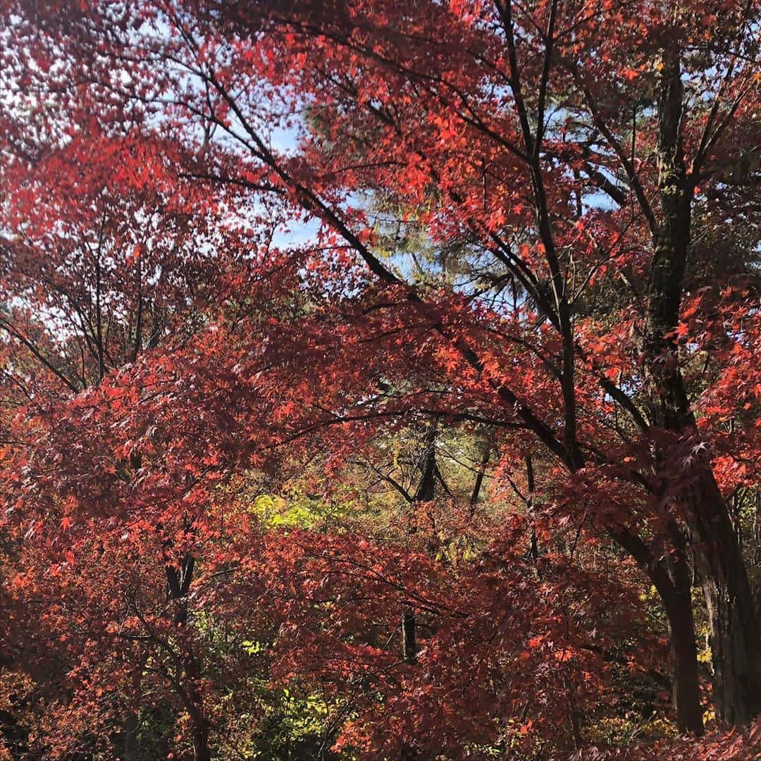 シン・ミナさんのインスタグラム写真 - (シン・ミナInstagram)「가을타 ? #가을남자」10月29日 16時28分 - illusomina