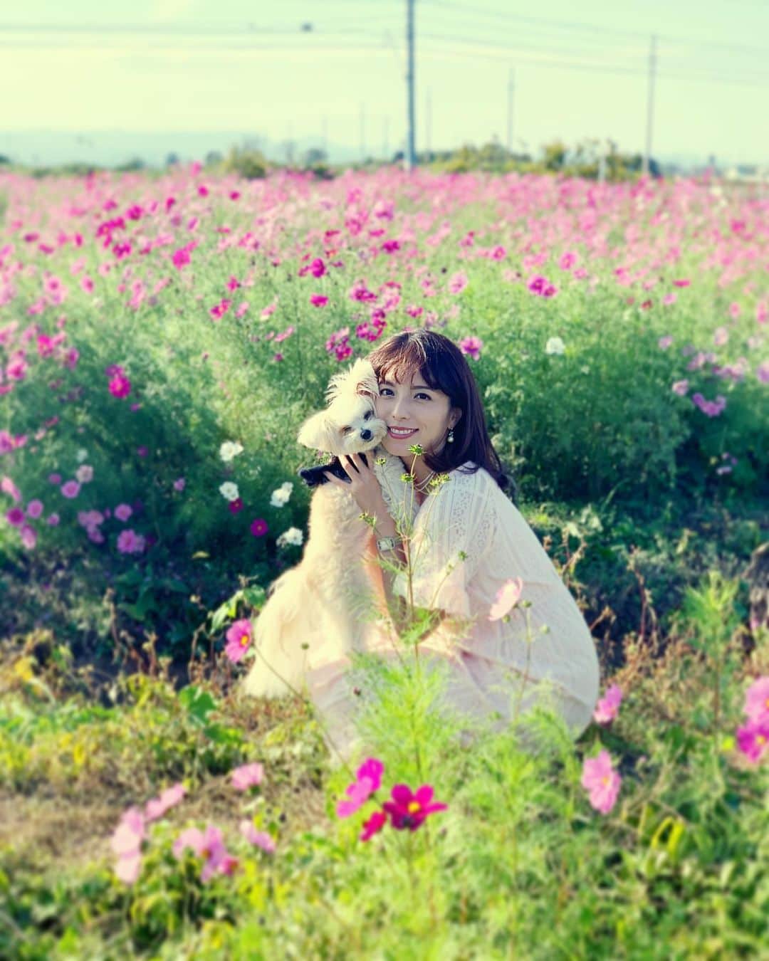 チャン・リーメイのインスタグラム：「秋桜……✨ ✴︎ 100万本の… ✴︎ 秋🌸 ✴︎ ✴︎ ✴︎ ✴︎ #コスモス畑  #cosmosfield  #秋桜畑  #秋のポートレート #愛犬とお出かけ #保護犬を家族に #matoandbolero #dogslover」
