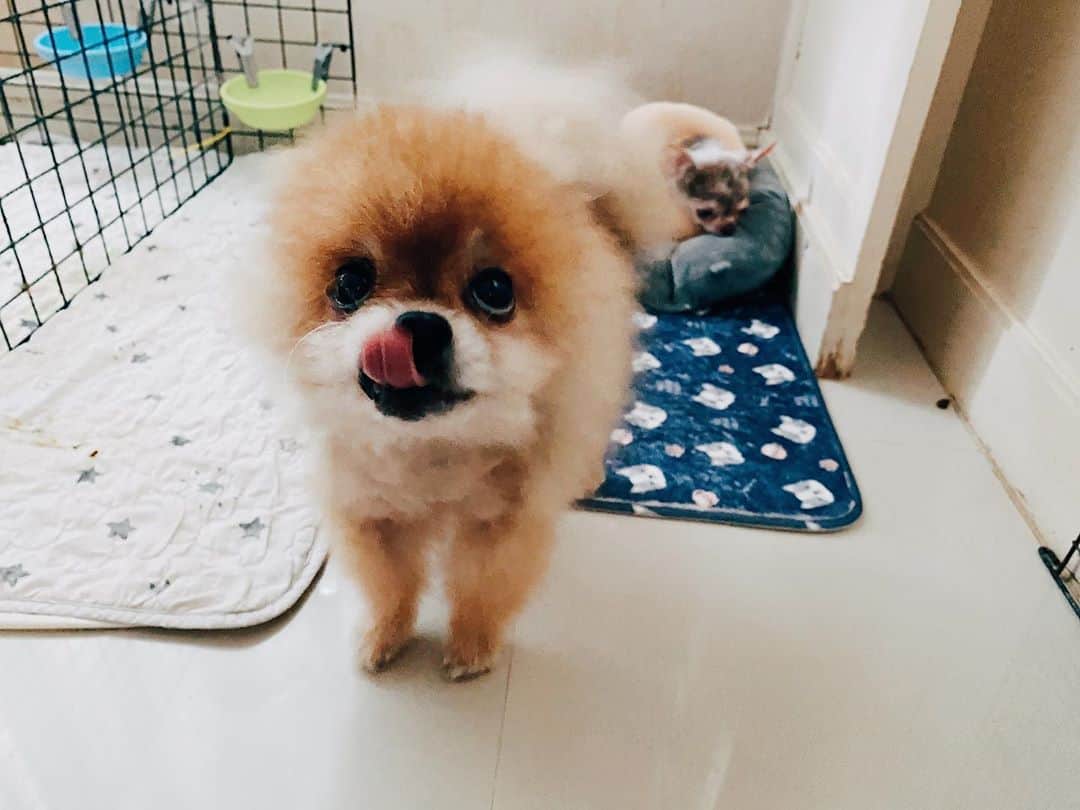 r_oseのインスタグラム：「Can I have that kind of pillow myself? 🧸🍗〰️」