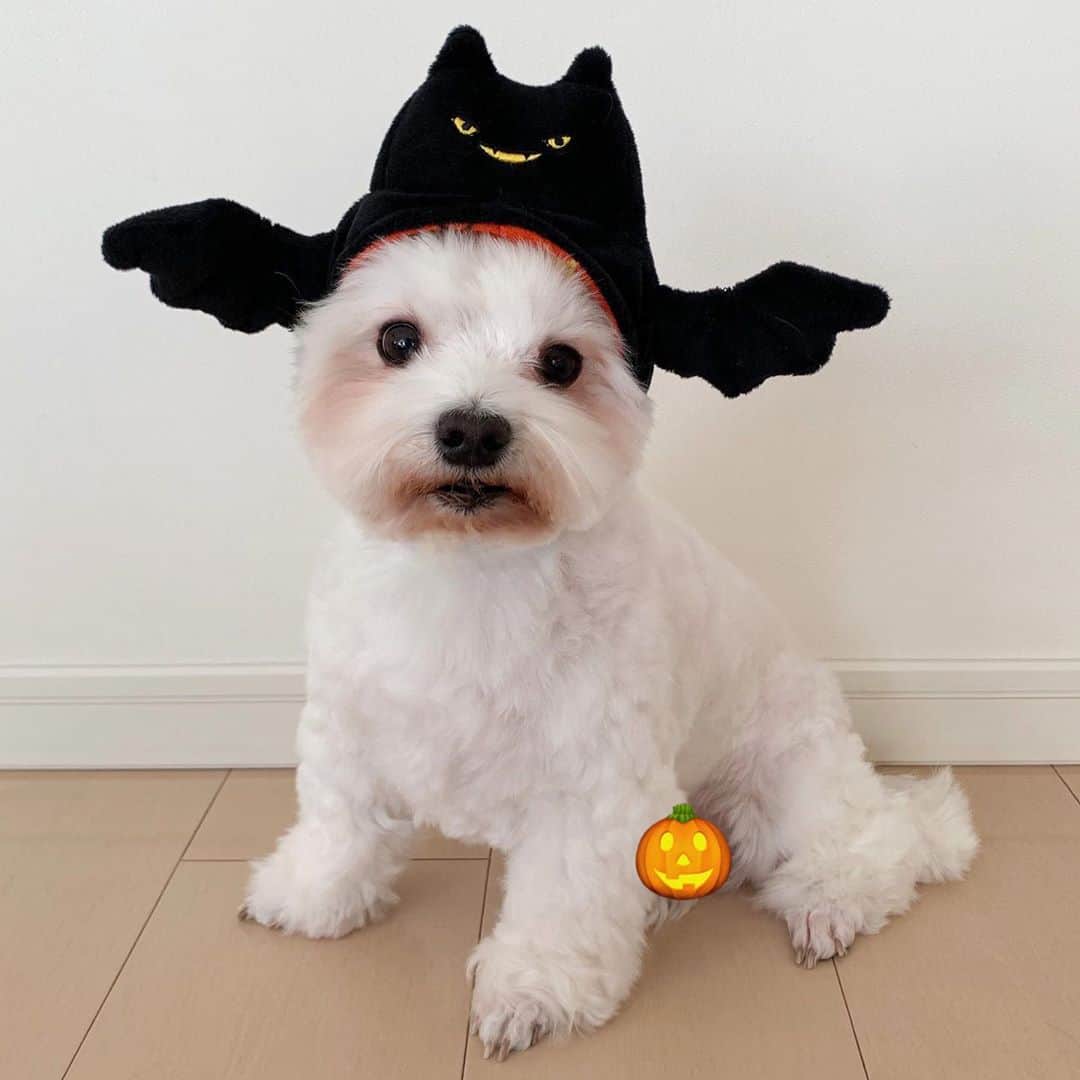 セロリのインスタグラム：「【ハロウィンを知らない男】 新鮮味のないハロウィンの写真達。 脱ジョンのニオイ。 #maltese #マルチーズ #アレルギー #ハロウィン #Halloween #malteseofinstagram #maltese101 #malteser #malteseofficial #maltesedog #dog #instadog #dogstagram #dogoftheday #doglovers #instapet #adorable #ilovemydog  #ペット #わんこ #ふわもこ部 #犬のいる暮らし #いぬら部  #いぬすたぐらむ #イッヌ」