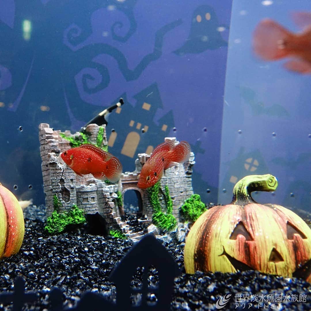 世界淡水魚園水族館 アクア・トト ぎふのインスタグラム：「もうすぐハロウィンですね。 当館のテーマ水槽には、ちょっと怖くてどこかカワイイおばけ屋敷の住人たちが大集合！ 11月1日までお楽しみいただけます。ぜひご覧ください。 今年はショップのお菓子でハロウィンパーティなんていかがでしょう？  #アクアトト #アクアトトぎふ #アクアトト岐阜 #水族館#ハロウィン」