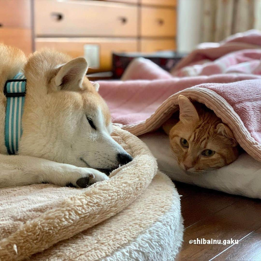 Kazumi-Gakumamaさんのインスタグラム写真 - (Kazumi-GakumamaInstagram)「今朝のふたり🐕🐈☀️ *  夜中には岳が私の毛布の上で寝ていたはずなのに、起きると寅次朗が私の足下、そして岳は寅次朗のすぐ近くの柴ドラの上で😴 *  やっぱりお互いの寝息を感じられる距離で寝ていたいんだねー😌 🐾----*----*----*----🐾 They this morning🐕🐈☀️ Gaku and Torajiro seem to be relieved to sleep at a distance where they can feel each other's sleep😌 🐾----*----*----*----🐾 #柴犬 #岳 #柴犬岳 #柴犬ガク#gaku #shibainugaku #shiba #shibainu #shibastagram #いぬすたぐらむ #dogsofinstagram #寅次朗 #茶トラ #まるどら #gingercat  #にゃんすたぐらむ #catoftheday #岳と寅次朗 #pecoいぬ部 #pecoねこ部 #pecotv #ワンフルエンサー #ニャンフルエンサー #甘えん坊将軍 #仲良し兄弟 #今朝のふたり #柴ドラ #父が生きていたら今日で88歳 #20201029」10月29日 8時58分 - shibainu.gaku