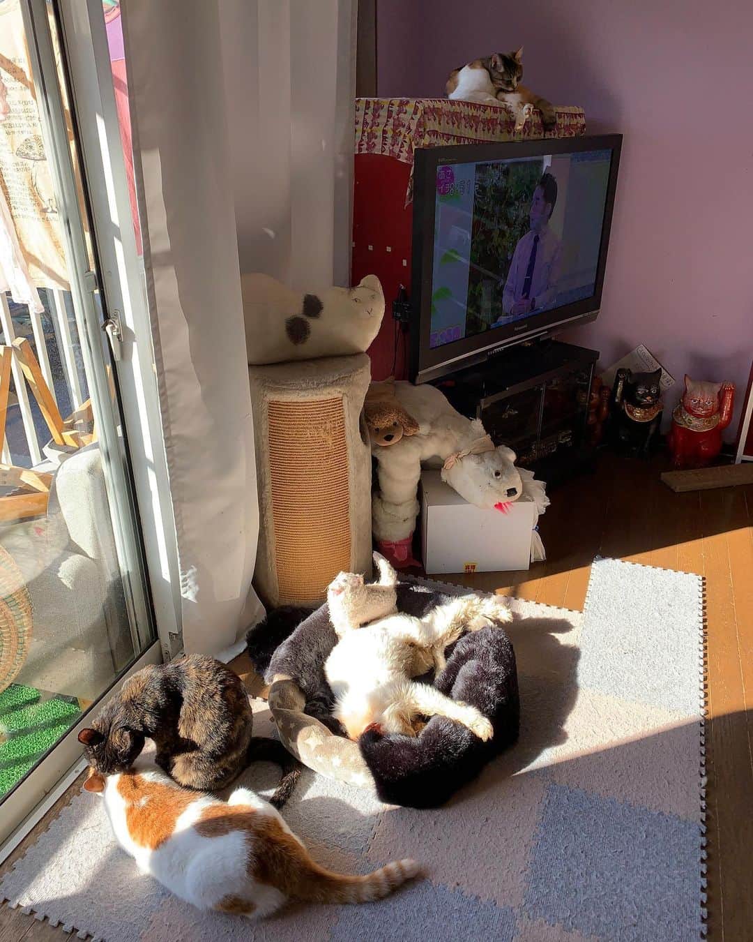 Kachimo Yoshimatsuさんのインスタグラム写真 - (Kachimo YoshimatsuInstagram)「陽だまり Sunlight #uchinonekora #hijiki #okaki #oinari #castella #neko #cat #catstagram #kachimo #猫 #ねこ #うちの猫ら http://kachimo.exblog.jp」10月29日 8時53分 - kachimo
